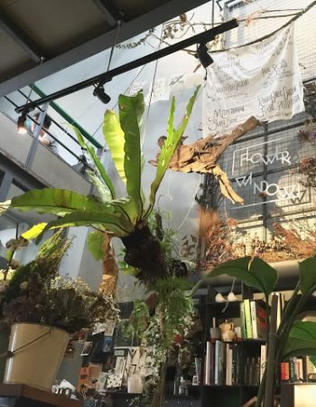 Flowers in the Window