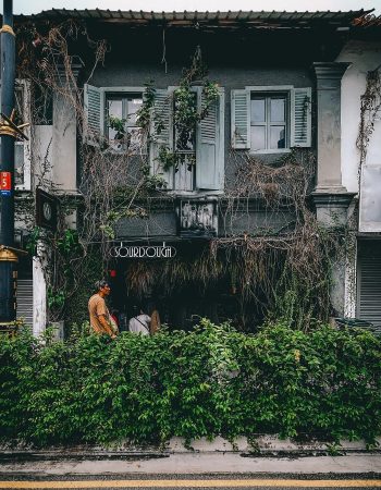 Flowers in the Window