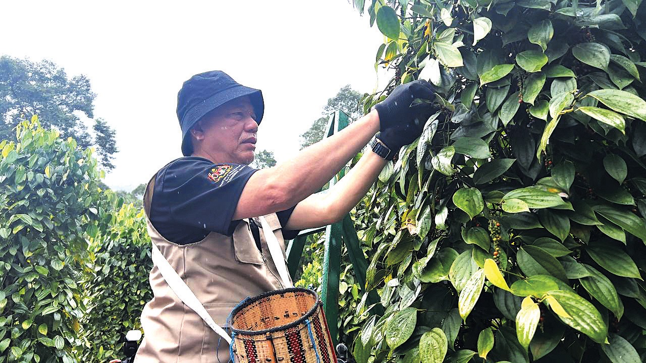 technology,-innovation-to-boost-sarawak-pepper-production