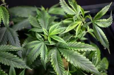 khairy:-up-to-new-health-minister-to-decide-medical-marijuana-plans