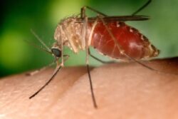 3,041-kes-denggi,-4-kematian-dilapor-pada-minggu-epidemiologi-ke-12