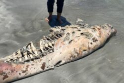 dugong-dewasa-ditemui-mati-terdampar-di-tanjung-leman