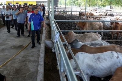 govt-aims-to-produce-100,000-tonnes-of-beef-by-2030-to-meet-local-demand,-says-mat-sabu