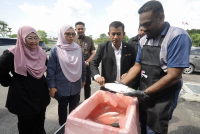 fisheries-dept-says-port-dickson-mussels-still-unfit-for-consumption