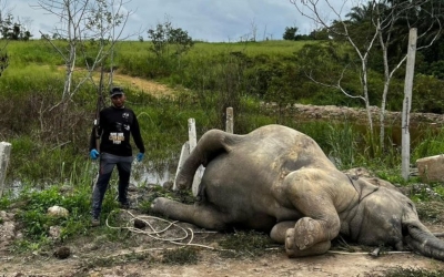 johor-perhilitan:-four-dead-elephants-in-kluang-confirmed-to-have-died-of-respiratory,-organ-failure