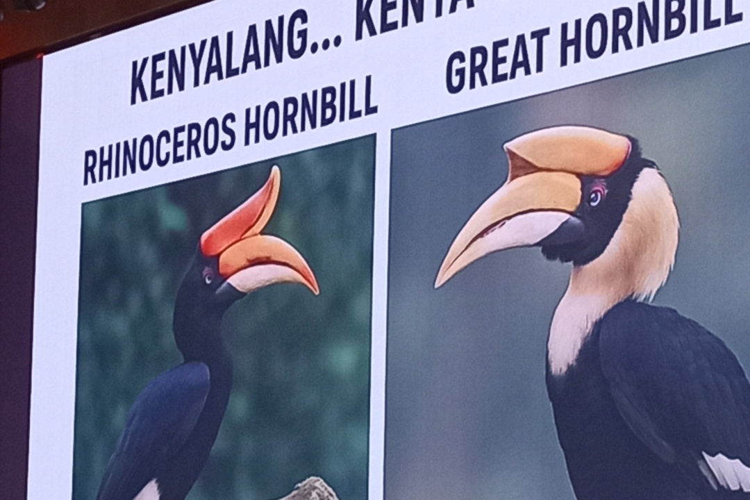 ‘not-our-kenyalang’:-affin-bank-slammed-for-mistaking-sarawak’s-iconic-hornbill