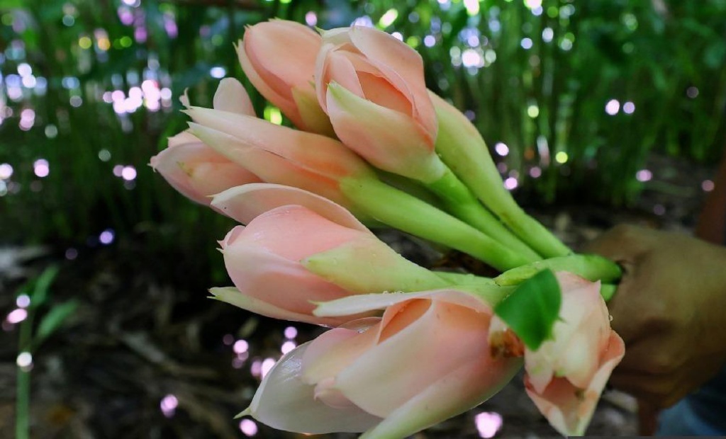 ‘bunga-kantan’:-robust,-fragrant,-versatile-relative-of-ginger